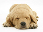 1140682~Domestic-Labrador-Puppy-Canis-Familiaris-Sleeping-Posters.jpg
